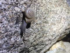 Sonorelix borregoensis