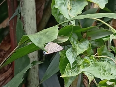 Deudorix epijarbas