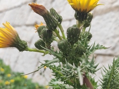 Sonchus asper glaucescens
