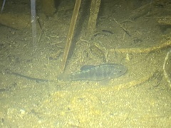 Cyprinodon macularius