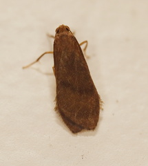 Lambula obliquilinea