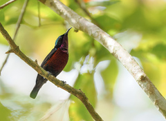 Leptocoma brasiliana