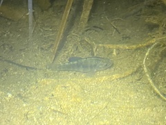 Cyprinodon macularius