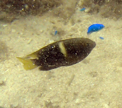 Chrysiptera biocellata