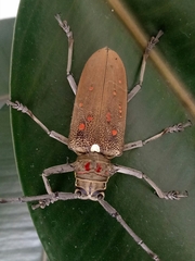 Batocera rufomaculata
