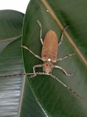 Batocera rufomaculata