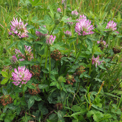 Trifolium pratense