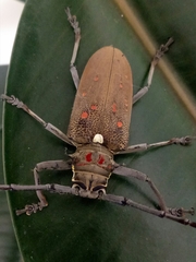 Batocera rufomaculata