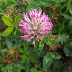 Trifolium pratense