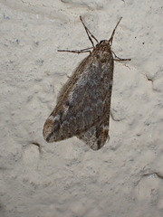 Alsophila aescularia