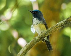 Cyornis hainanus