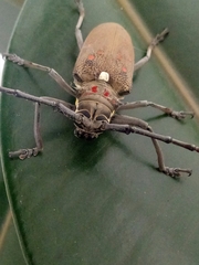 Batocera rufomaculata