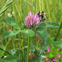 Trifolium pratense