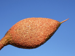 Hakea leucoptera leucoptera