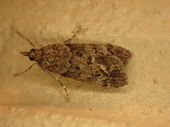 Eudonia submarginalis