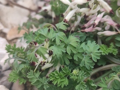 Fumaria flabellata