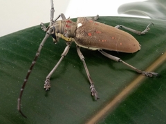 Batocera rufomaculata