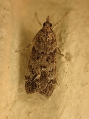 Eudonia submarginalis