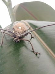Batocera rufomaculata