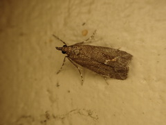 Eudonia submarginalis