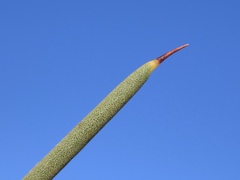 Hakea leucoptera leucoptera