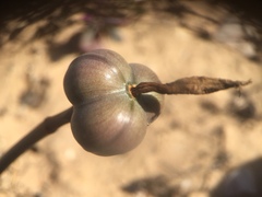 Zephyranthes longifolia