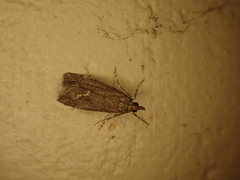 Eudonia submarginalis