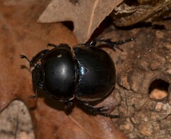 Geotrupidae