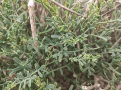 Coronilla juncea