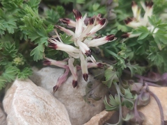 Fumaria flabellata