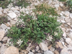 Fumaria flabellata