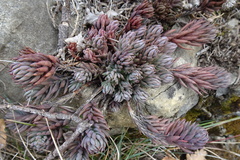Petrosedum sediforme