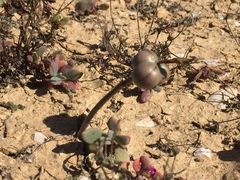Zephyranthes longifolia