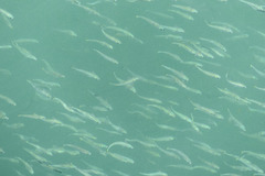 Atherinomorus vaigiensis