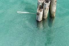 Atherinomorus vaigiensis