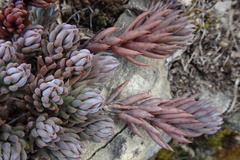 Petrosedum sediforme