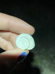 Sonorelix borregoensis