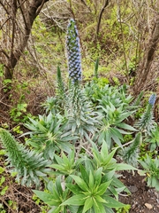 Echium candicans