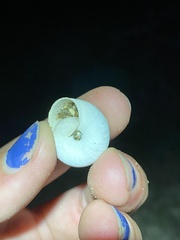 Sonorelix borregoensis