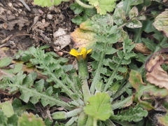 Hyoseris scabra