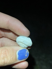 Sonorelix borregoensis