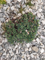 Limonium pseudominutum