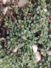 Limonium pseudominutum