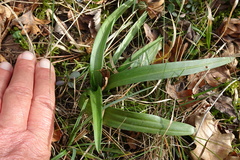 Anacamptis