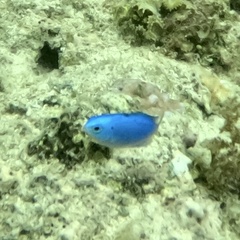 Pomacentrus coelestis