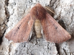 Dasycorsa modesta