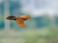 Centropus bengalensis