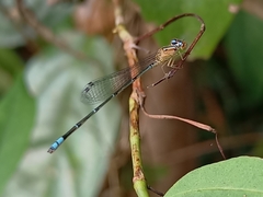 Pseudagrion microcephalum