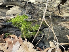 Hygroamblystegium humile