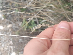 Oryzopsis coerulescens